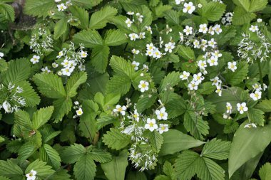Çilek ve yabani sarımsak tomurcuklanıyor. Permakültür bahçıvanlığı farklı sebze ve meyve türlerini birleştirir.  