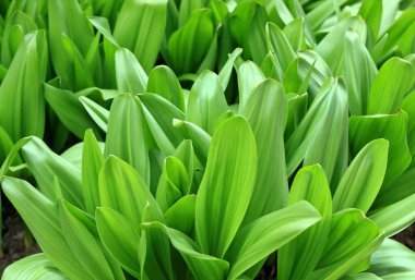 Uzun ömürlü soğanlı Colchicum Autumnale 'in yeşil yaprakları. Yazın ölmeden önce güzel yapraklar ve leylak çiçekleri için yer açar..
