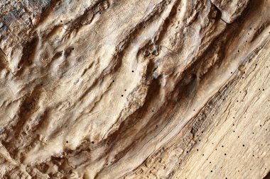 Ağaç kurdunun açtığı delikleri olan çok eski bir ağaç gövdesinin parçası. Kırsal alanda arka plan için açık kahverengi ahşap.