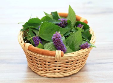 Güzel Agastache Foeniculum masanın üstünde bir sepetin içinde çiçek açıyor. Ayrıca anason hyssop olarak da bilinir. Güçlü tadı ve aroması olan geleneksel şifalı bitkidir..