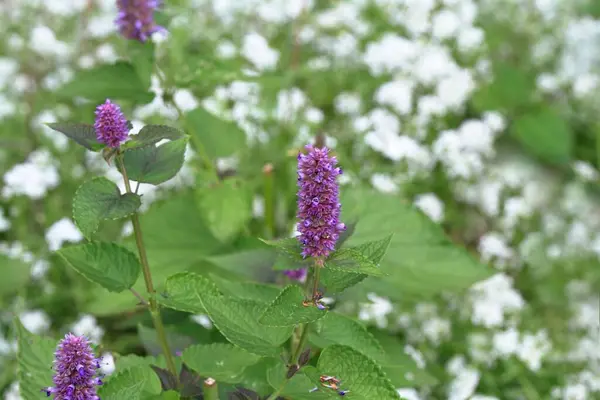 stock image Beautiful flowering Agastache foeniculum in the garden. Natural backgrund of traditional medicinal herb also called anise hyssop, with strong taste and aroma. 