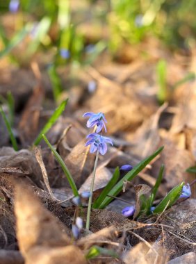 Sibirya Squill 'inin mavi çiçekleri. Scilla siberica. Bahar bahçesinde çiçek açan soğanlı bitki sonbahar yapraklarından büyüyor.,.