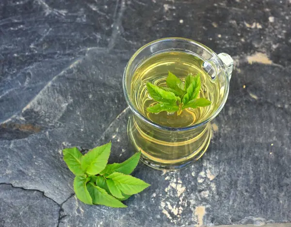 菊花的草茶 俗称地老或主教杂草 中药中用于治疗关节疼痛的草药茶 鲜叶环绕 免版税图库图片