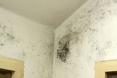 Köşedeki eski bir pencerenin yanında siyah küf ve mantar. Zehirli sporlar nedeniyle insan sağlığı için tehlikelidir..