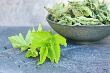 Kurutulmuş Aegodium Podagraria kasede, yanında da taze yaprak. Genelde kıdemli olarak bilinir. Geleneksel tıpta acı veren eklemler için kullanılır..