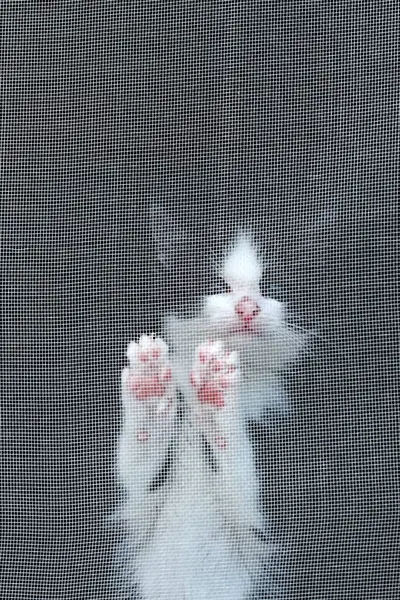 Cute little kitten with blue eyes behind a window protection net. Curious black and white kitten climbing the safety net in the window.