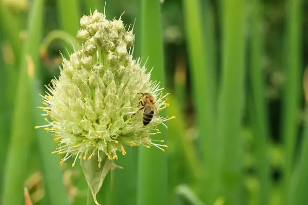 stock image Flower head of Allium fistulosum loved by bees, also known as bunching onion. Flowering onion head in the garden, natural background.