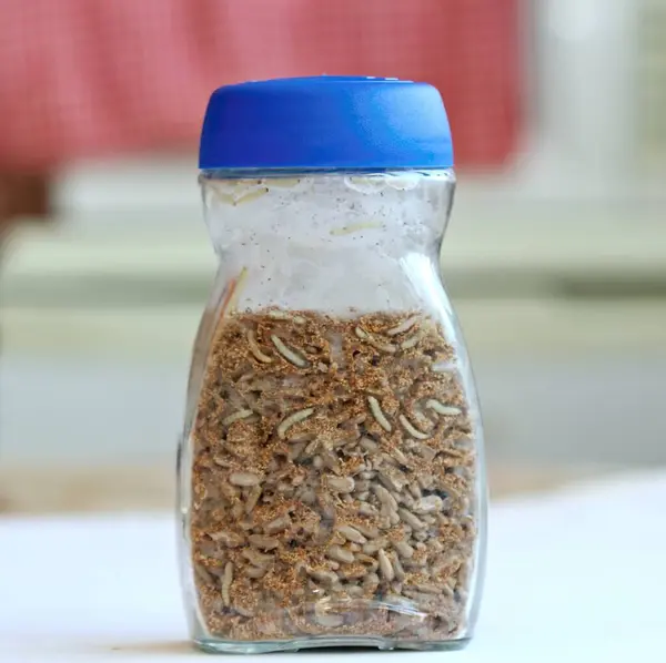 stock image Glass with sunflower seeds full of Indianmeal moth larvae, Plodia interpunctella in the kitchen. Also known as  weevil moth, pantry, flour or grain moth.