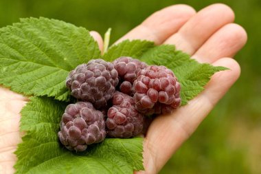 Bahçede elinde lezzetli mor ahududu tutan bahçıvan. Yapraklı ve mor ahududulu palmiye detayı, lattır. Rubus hybridus Glen Coe bulanık arka planda.