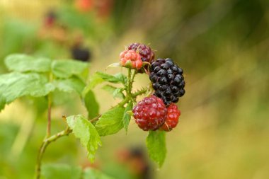 Dal ve siyah ahududu, lat. Bahçede rubus oksidentalis. Olgunlaşmış ahududu ağacının ayrıntıları. Adı Kara Mücevher, bulanık arka plan..