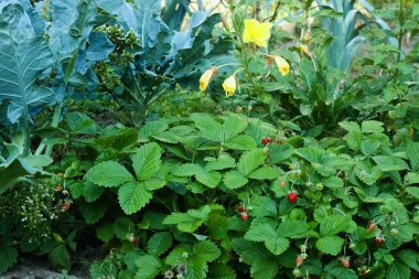 Permaculture  garden with ripe wild strawberries in front. Broccoli and greek oregano on left, flowering yellow  evening primrose, Oenothera biennis, in the middle, leeks and other herbs on right. clipart