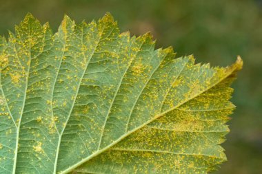 Detail of leaf rust in a leaves of blackberry plant.  Kuehneola uredinis is a fungal pathogen that causes cane and leaf rust in blackberry species. clipart