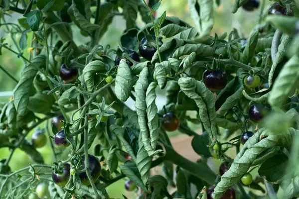 stock image Curly leaves of black tomatoes, Indigo Rose.  It is caused by high temperature or lack of water or minerals. 