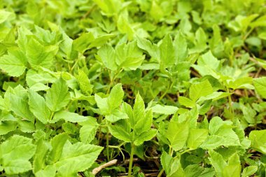 Aegopodyum podagraria, genellikle toprak büyükleri ya da piskopos otu olarak bilinir. Gıda ve geleneksel tıpta acı veren eklemler için kullanılır..