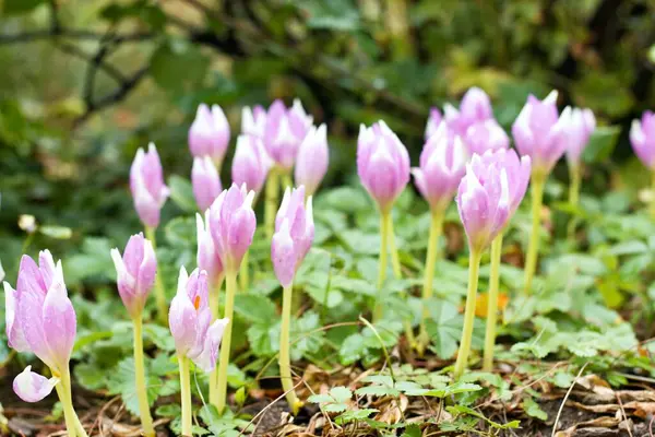 stock image Lilac flowers of  the bulbous perennial Colchicum autumnale after the rain. In early autumn only autumn crocus flowers appear, the undergrowth is made up of wild strawberries