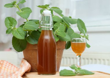 Homemade syrup made from fresh leaves of Plectranthus (Coleus) amboinicus, lemon slices and brown sugar. Traditional herb also known as Cuban oregano in a flower pot.  clipart