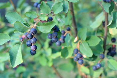 Saskatoon, Serviceberry, batı servis üzümü ya da cüce Shadbush olarak adlandırılan Amelanchier alnifolia böğürtlenli bir dal. Tatlı mavi Saskatoon meyveleri çalıların üzerinde olgunlaşır..
