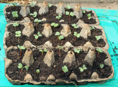 Yumurta kutuları ve turp tohumları. Organik tarım için yumurta kutularının yeniden kullanılması.