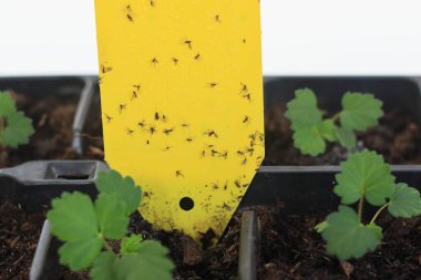 Koyu kanatlı mantar sivrisinekleri sarı çubuklara yapışmış. Sciaridae, Bradysia paupera. Özellikle de sarı çubuklarla büyüyen evlerde bitkilerin korunması..