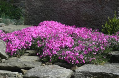 Büyük taşları kaplayan pembe yosun (Phlox subulata). Taşların arasında güzel pembe fenox çiçekleri Kırsal bahçeyi süslüyor.