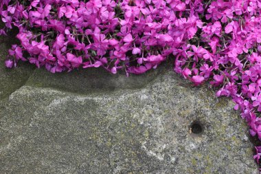Büyük taşları kaplayan pembe yosun fenomeni (Phlox subulata) detayları. Güzel pembe feniks çiçekleri doğal arkaplan oluşturur.
