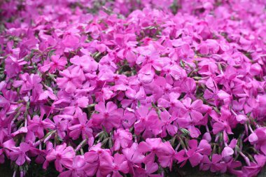 Büyük taşları kaplayan pembe yosun fenomeni (Phlox subulata) detayları. Güzel pembe feniks çiçekleri doğal arkaplan oluşturur.