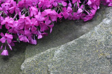 Büyük taşları kaplayan pembe yosun fenomeni (Phlox subulata) detayları. Güzel pembe feniks çiçekleri doğal arkaplan oluşturur.