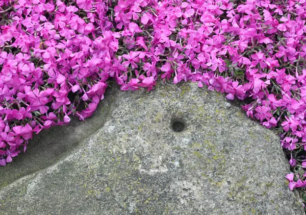 Büyük taşları kaplayan pembe yosun fenomeni (Phlox subulata) detayları. Güzel pembe feniks çiçekleri doğal arkaplan oluşturur.