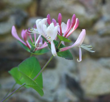 Lonicera Periclymenum Çiçeği, hanımeli, Avrupa hanımeli veya odunu olarak bilinir. Kırsal alanda pembe ve beyaz çiçeklerin ayrıntıları, arka planda taş duvar.