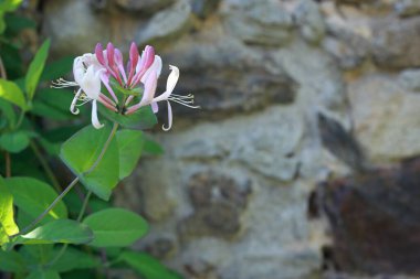 Lonicera Periclymenum Çiçeği, hanımeli, Avrupa hanımeli veya odunu olarak bilinir. Kırsal alanda pembe ve beyaz çiçeklerin ayrıntıları, arka planda taş duvar.