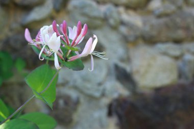 Lonicera Periclymenum Çiçeği, hanımeli, Avrupa hanımeli veya odunu olarak bilinir. Kırsal alanda pembe ve beyaz çiçek başı ayrıntıları, arka planda taş duvar.