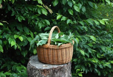 Urtica dioica ısırganları bahçede bir sepetin içinde parçalara ayrıldı. Nettle ilaç olarak ve sağlıklı yemek pişirmek için kullanılabilir..