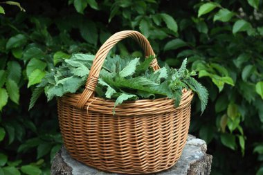 Urtica dioica ısırganları bahçede bir sepetin içinde parçalara ayrıldı. Nettle ilaç olarak ve sağlıklı yemek pişirmek için kullanılabilir..