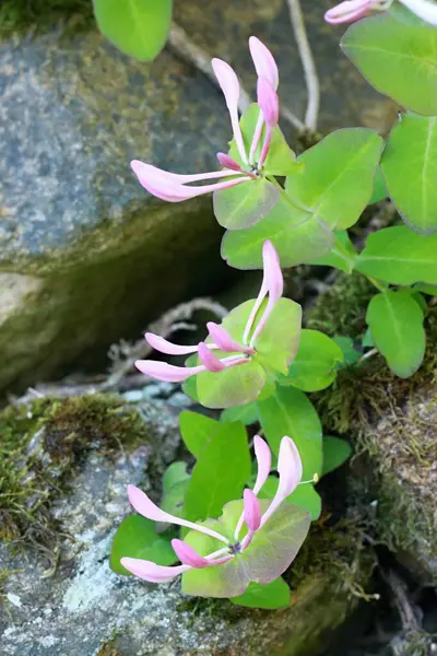 Lonicera Periclymenum Çiçeği, hanımeli, Avrupa hanımeli veya odunu olarak bilinir. Kırsal alanda pembe ve beyaz çiçeklerin ayrıntıları, arka planda taş duvar.
