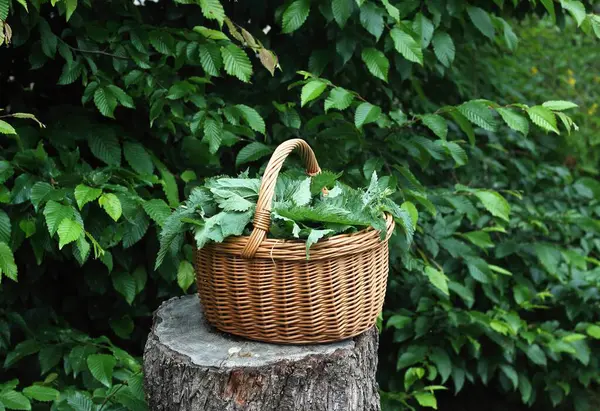 Urtica dioica ısırganları bahçede bir sepetin içinde parçalara ayrıldı. Nettle ilaç olarak ve sağlıklı yemek pişirmek için kullanılabilir..