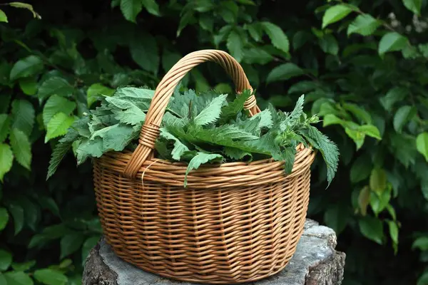 Urtica dioica ısırganları bahçede bir sepetin içinde parçalara ayrıldı. Nettle ilaç olarak ve sağlıklı yemek pişirmek için kullanılabilir..