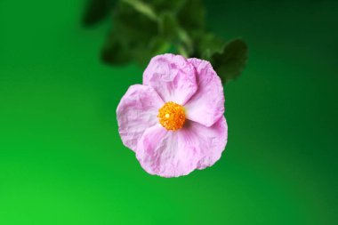 Çiçekli pembe Cistus incanus, yeşil arka planda kaya gülü olarak bilinir. Cistus 'un güzel çiçeğine odaklanmış..