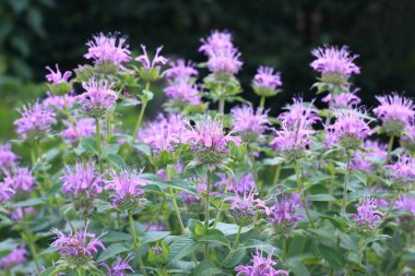 Pembe arı merhemi çiçekleri, Lat. Monarda didyma, ayrıca Scarlet Monarda ya da Bergamot olarak da bilinir. Arı merhemi birçok Amerikan yerlisinin tıbbi bitkisiydi..