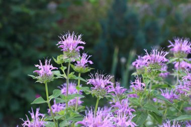 Pembe arı merhemi çiçekleri, Lat. Monarda didyma, ayrıca Scarlet Monarda ya da Bergamot olarak da bilinir. Arı merhemi birçok Amerikan yerlisinin tıbbi bitkisiydi..
