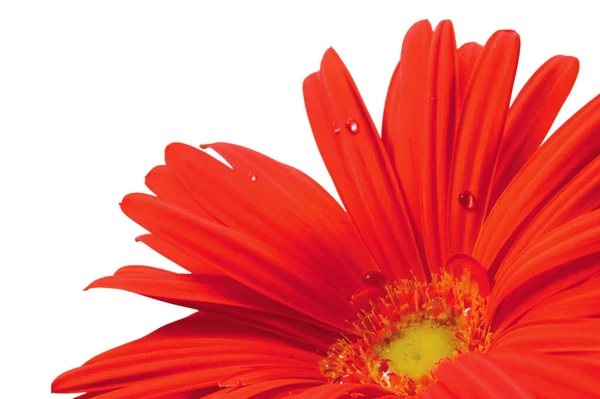 Rød Gerbera Daisy Blomst Fuld Flor Blomstrende Hoved Kronblade Perspektiv - Stock-foto