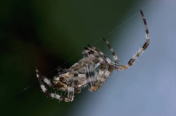 Ευρωπαϊκή Αράχνη Κήπου Νύχτα Μεγάλη Λεπτομερή Οριζόντια Araneus Diadematus Στεφανωμένη Εικόνα Αρχείου