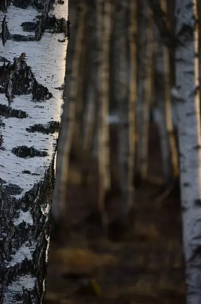 Birch Tree Grove Ağaç Sandığı Kapalı Arkaplan Büyük Ayrıntılı Dikey — Stok fotoğraf