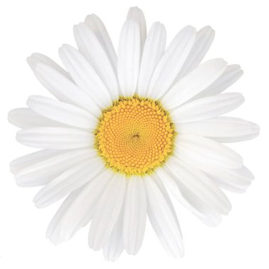 Oxeye Daisy Leucanthemum Vulgare Lam. Çiçek Başı, Büyük Ayrıntılı Ayrıntılı Yalıtılmış Makro Kapanış, Parlak Beyaz Yapraklar