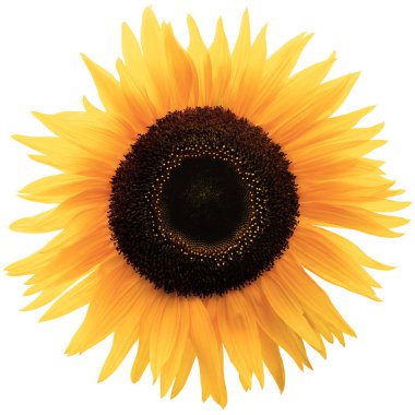 Yaygın Ayçiçeği Çiçeği Başı, İzole Çiçek Cinsi Helianthus H. Annuus, Geniş Parlak Renkli Detaylı Ayrıntılı Düz Yatay Makro Kapanış, Vibrant Yaprak Doku Şablonu, Kara Kahverengi Disk Çiçekleri, Yıllık Forb