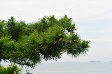 Çam ağacının çam kozalaklarıyla kaplı fotoğrafı.