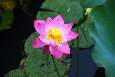 Göletteki nilüfer çiçeğinin fotoğrafı