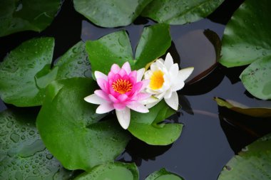 Göletteki nilüfer çiçeğinin fotoğrafı