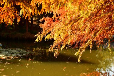 Altın metasequoia ağacının yakın plan fotoğrafı sonbaharda bir göletin yanında yapraklanır.