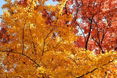 Sonbaharda renkli yaprakların fotoğraflarına bakıyorum.