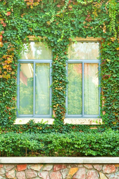 Photo of windows on facade of building covered with vines in autumn